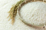 Paddy Basmati Rice Indian origin from haryana raw rice